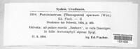 Pucciniastrum sparsum image